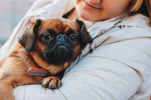 Can Your Pet Help Reduce Your Tax Bill? Here’s What You Should Know